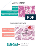 Imagenes Histologicas Micro 1er Parcial