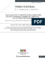 Celsi Et Al. - 2014 - HALLAZGO DE UN EJEMPLAR DE CARPINTERO BLANCO (Mela