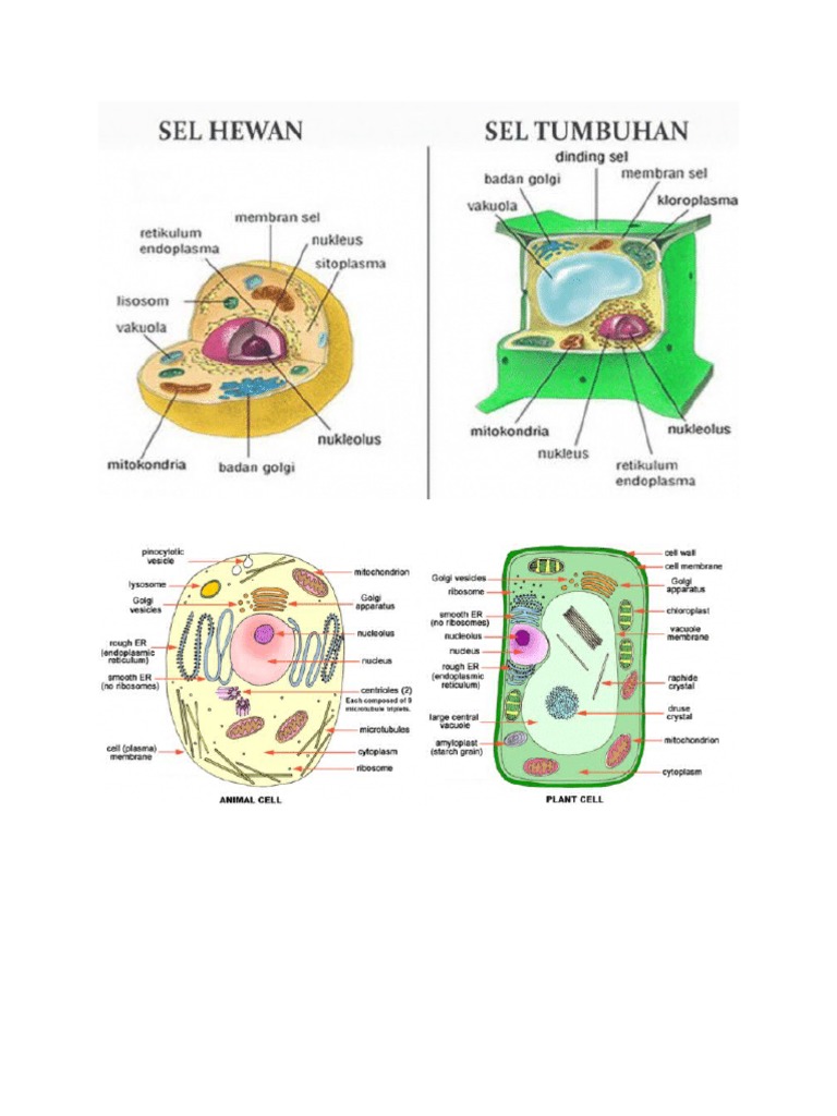 Gambar Sel Hewan | PDF