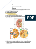 Embriología Sistema Urinario PDF