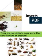 What Are Insects