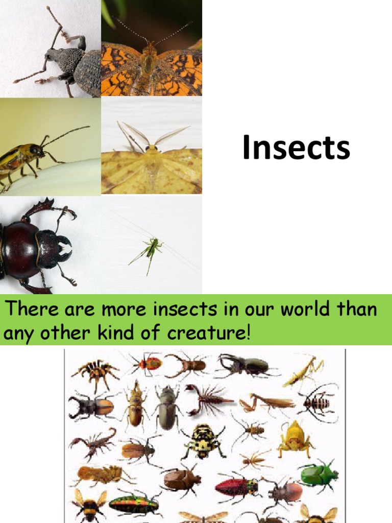 Insects: Fascinating Facts for Kids | PDF