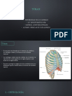 Tórax - Alfredo
