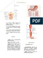 Sistema Digestório