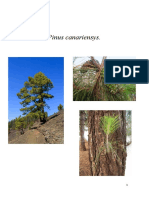 Pinus Canariensys