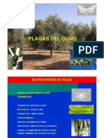 Plagas del Olivo 1