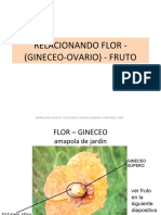 Flor Fruto
