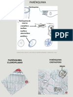 Parenquima y Colenquima