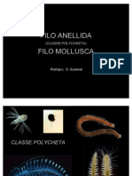 Zooplâncton - Polychaeta e Mollusca (Laboratorial)