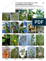 1177 Peru Trees of Tropical Dry Forest