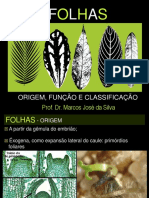 Folhas: origem, função e classificação