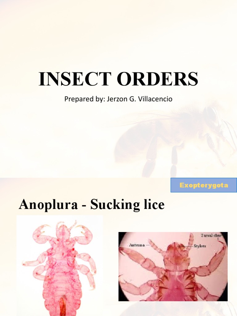 INSECT ORDERS PDF