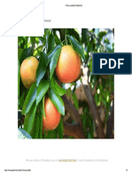 Citrus X Paradisi (Grapefruit)
