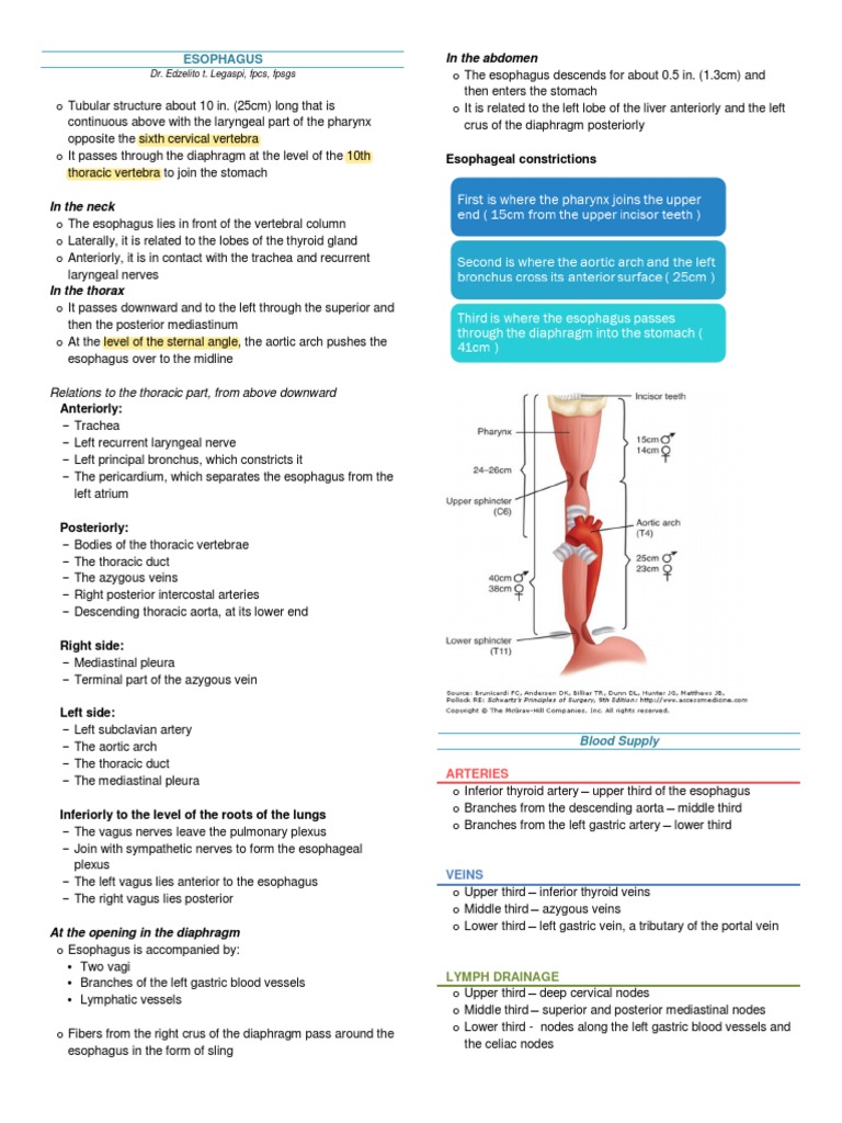 Anatomy Esophagus | PDF | Esophagus | Aorta