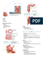 Anatomy Large Intestine