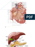 duodeno