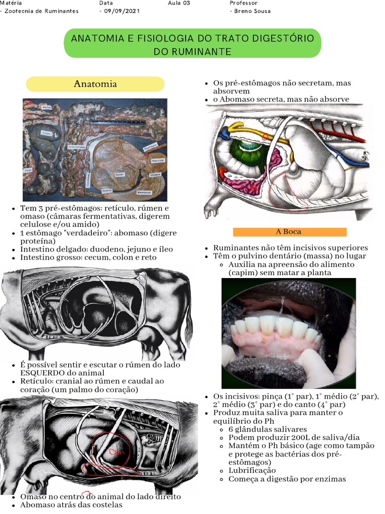 Anatomia e Fisiologia do Trato Digestivo dos Ruminantes | PDF ...