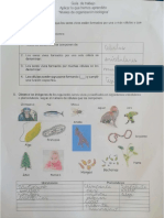 Guia de Trabajo Niveles de Organizacion Biologica Sofia Castro