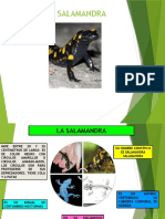 Salamandra VF