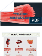 Musculo Histo 2