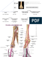 Círculos Arteriales de Codo PP