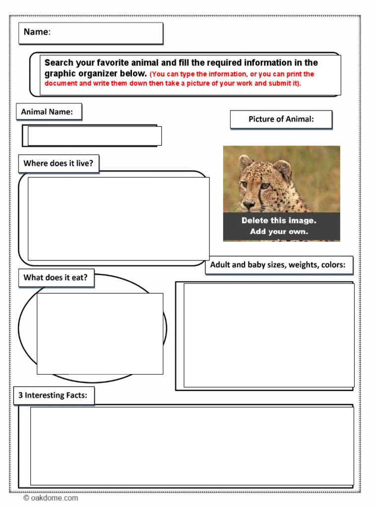 Animal Research Graphic Organizer PDF