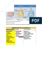 17-09-2021 Anatomia Sistema Endocrino Imagenes