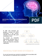 Sistema nervioso periférico: estructura, funciones y divisiones