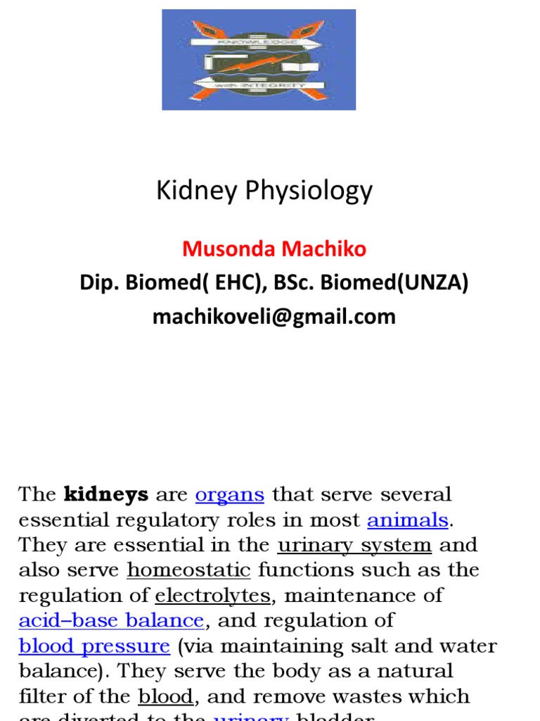 Kidneys Function Test PDF Kidney Animal Anatomy