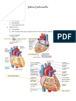 Sistema cardiovascular: estrutura e vasos do coração