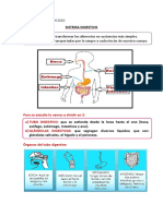 Sistema Digestivo