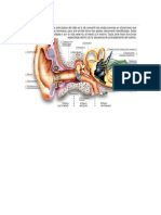 Anatomía y fisiología del oído (trabajo)