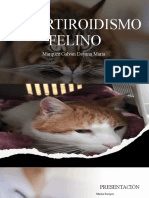 Hipertiroidismo Felino