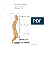 Vertebras