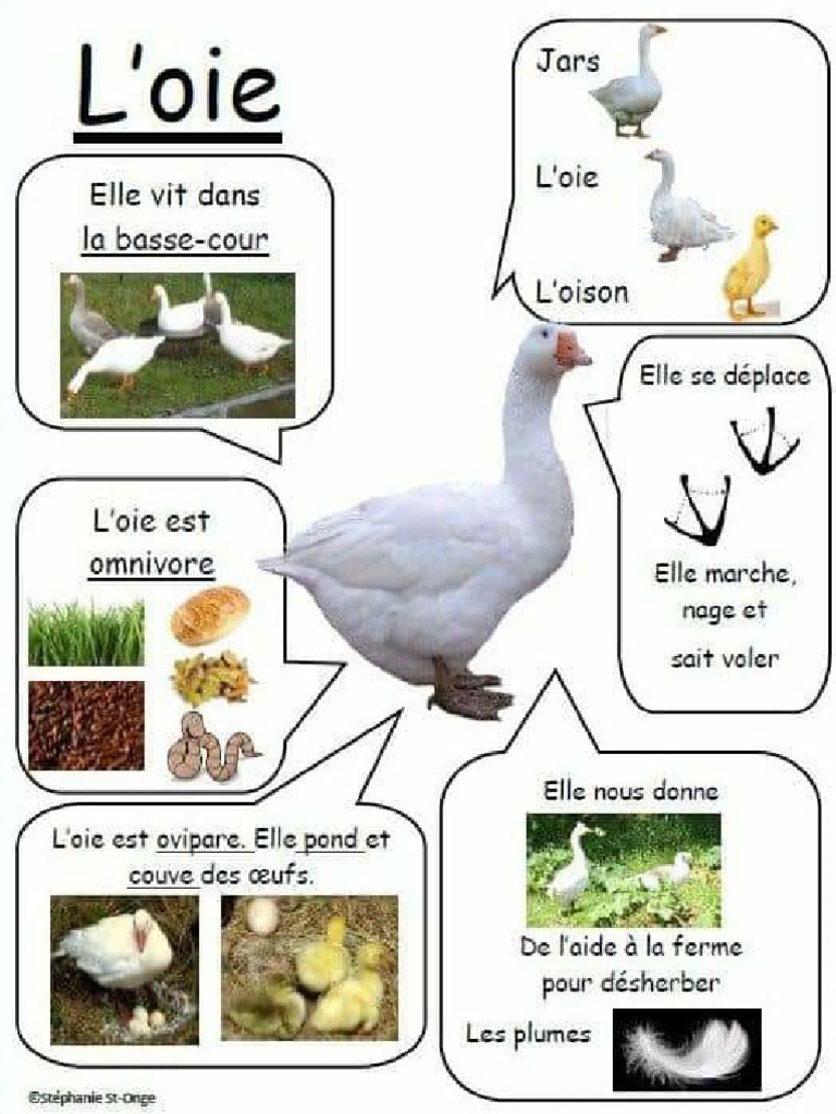5 Fiches Découverte Animaux de La Ferme | PDF