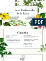 Proceso Postcosecha de la Rosa