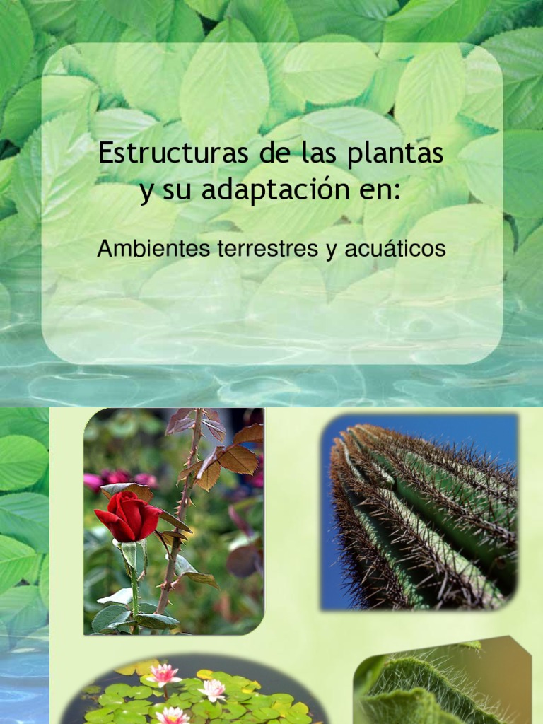 Plantas Acuaticas Y Sus Adaptaciones