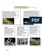 Tipos de Funciones de Los Tricomas