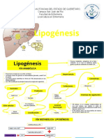 LIPOGENESIS