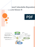 Calcium/Calmodulin-Dependent Protein Kinase II