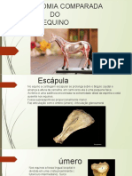 Anatomia Comparada Equino