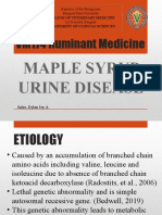 VM174 Ruminant Medicine: Maple Syrup Urine Disease