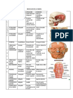 Musculos de La Cabeza