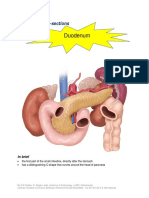  Reading Cross Sections Duodenum