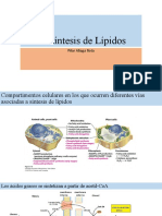 Biosíntesis de Lípidos