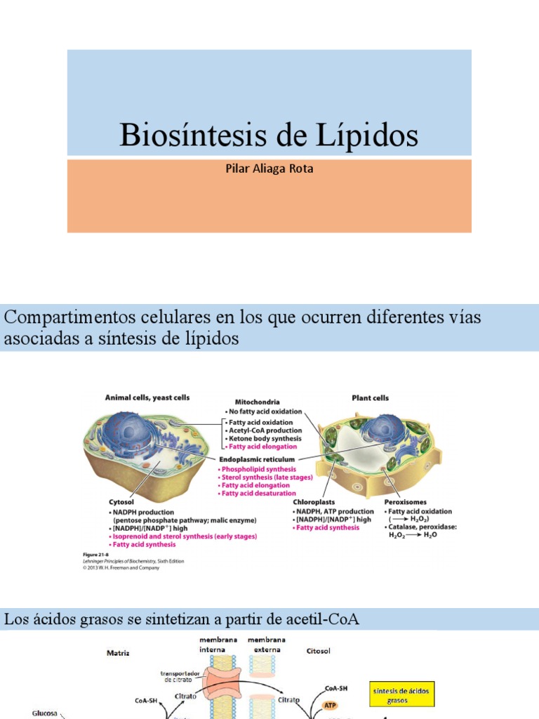 Biosíntesis de Lípidos PDF