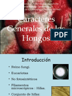 Hongos