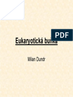 Dundr - Eukaryotická Buňka