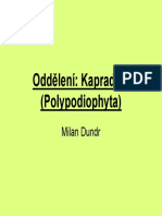 Dundr - Kapradiny