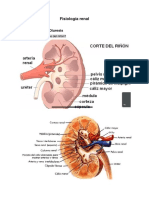 Fisiología Renal